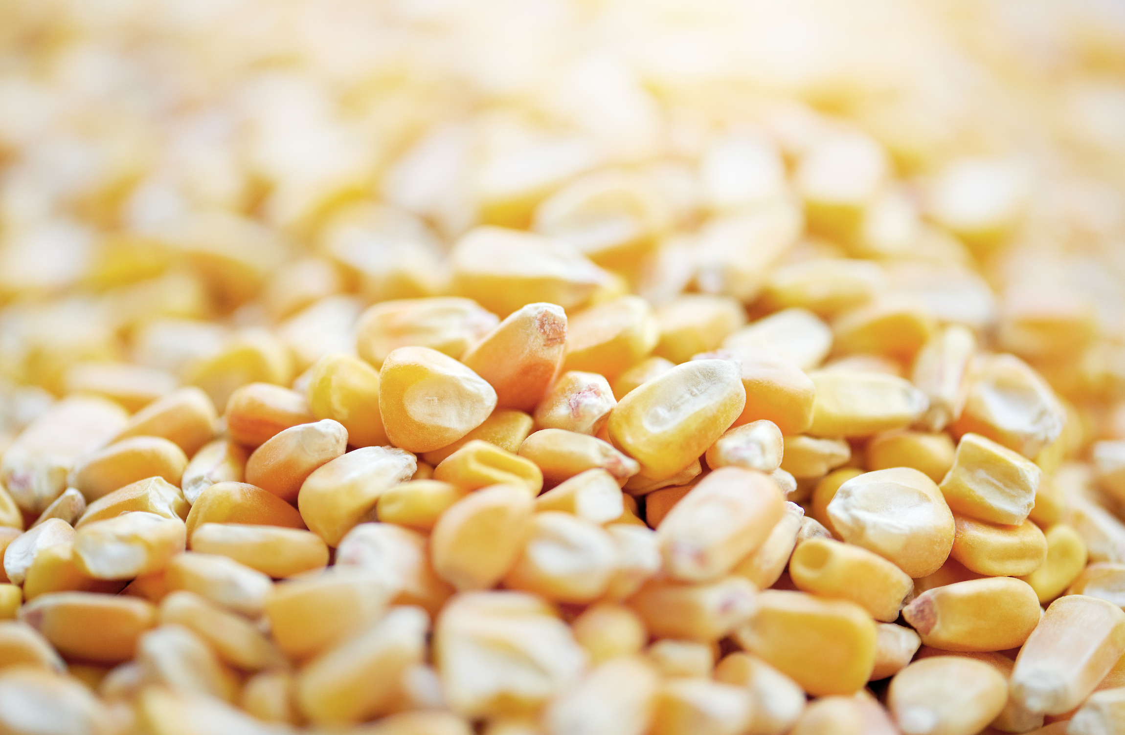 Why corn matters 